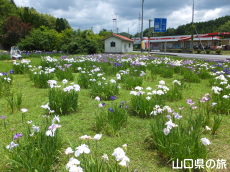 �H�g�����d�̉ԏҊ�