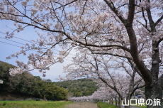 稲川遊歩道の桜