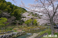 稲川遊歩道の桜