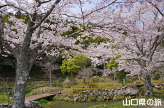 稲川遊歩道の桜