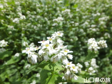 �H�F������n��̂��΂̉�