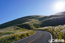 �H�g��̃X�X�L