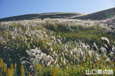 �H�g��̃X�X�L