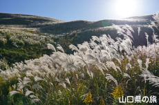 �H�g��̃X�X�L