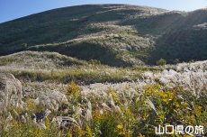 �H�g��̃X�X�L