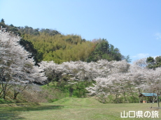 川上ダム公園の桜