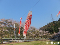 川上ダム公園の鯉のぼり