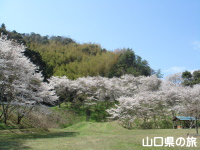 川上ダム公園の桜