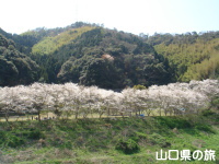 川上ダム公園の桜