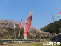 川上ダム公園の鯉のぼり