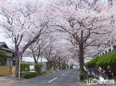 緑と文化のプロムナードの桜並木