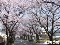 緑と文化のプロムナードの桜並木