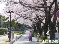 緑と文化のプロムナードの桜並木
