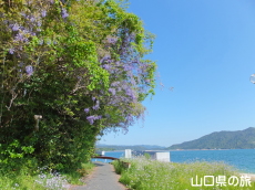 ���c�C�l����