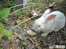 太華山のウサギ