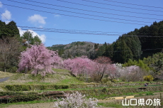 �����΂̎}����