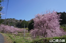 �����΂̎}����