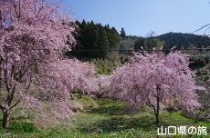 �����΂̎}����