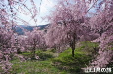 �����΂̎}����