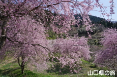 �����΂̎}����