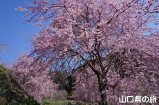 �����΂̎}����