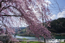 �����΂̎}����