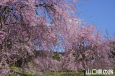 �����΂̎}����