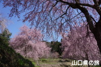 向道湖の枝垂桜