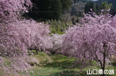 �����΂̎}����