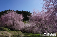 向道湖の枝垂桜