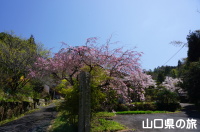 三光寺の醍醐の桜
