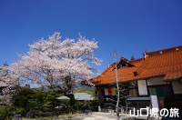 三光寺の桜