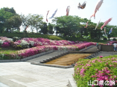 永源山公園のつつじ
