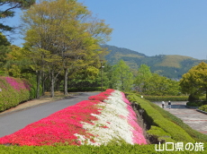 永源山公園のつつじ
