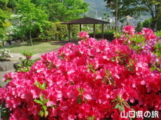 永源山公園のつつじ