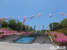 永源山公園のつつじ