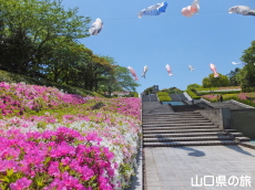 永源山公園のつつじと鯉のぼり