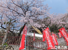 川崎観音の桜