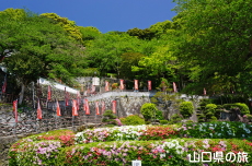 川崎観音のつつじ