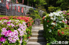 川崎観音のつつじ