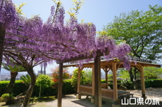 ���ω��̓��I