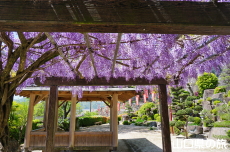 川崎観音の藤棚