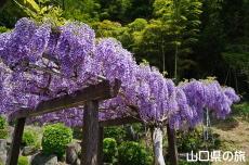 川崎観音の藤棚