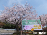 徳山動物園の桜
