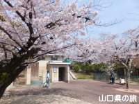 徳山動物園の桜