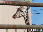 �L����