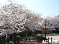永源寺山公園の桜