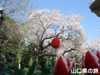 永源寺山公園の桜