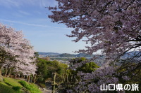 永源山公園の桜