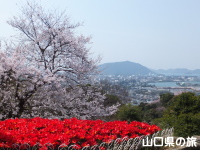 永源山公園のチューリップと桜